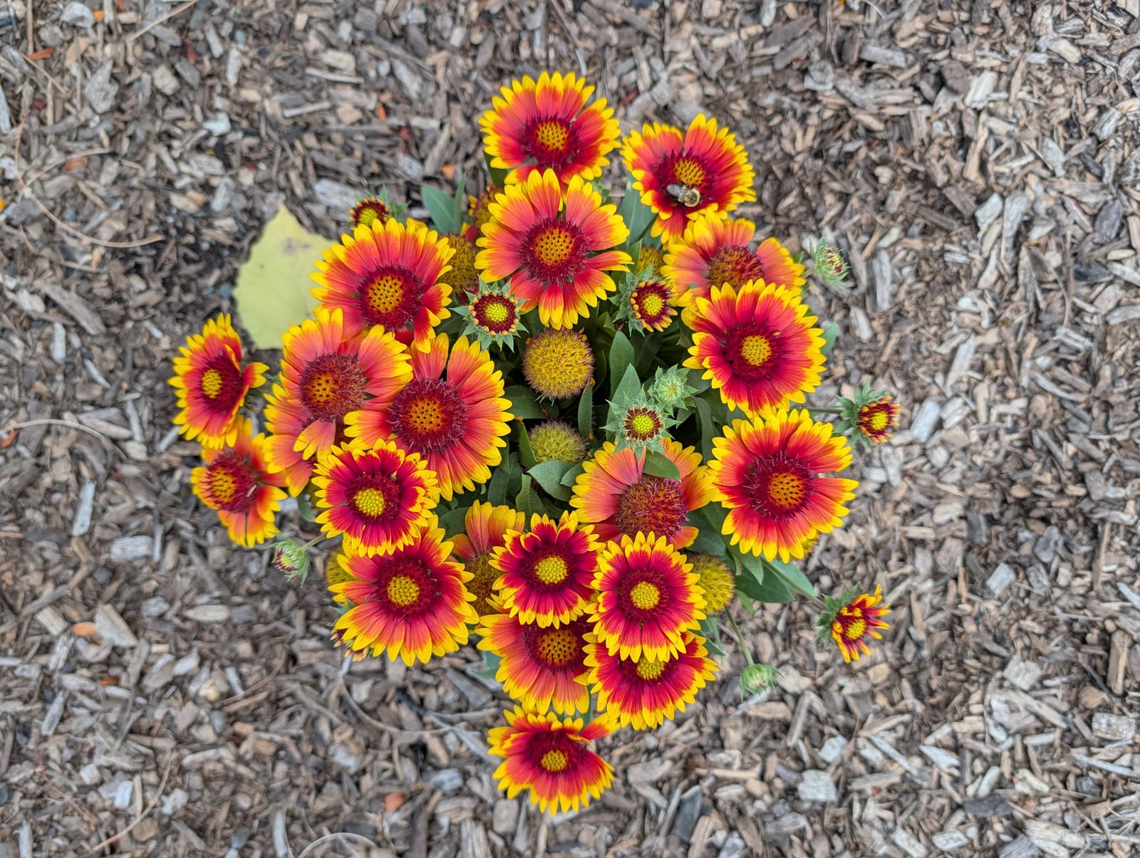 Camera image samples taken with the Google Pixel 10 Pro and Pixel 10 Pro XL