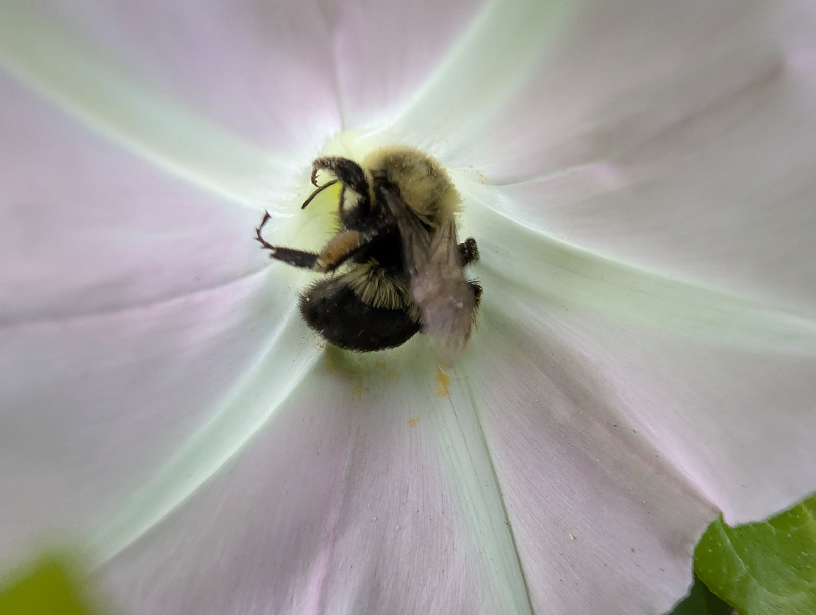 Camera image samples taken with the Google Pixel 10 Pro and Pixel 10 Pro XL